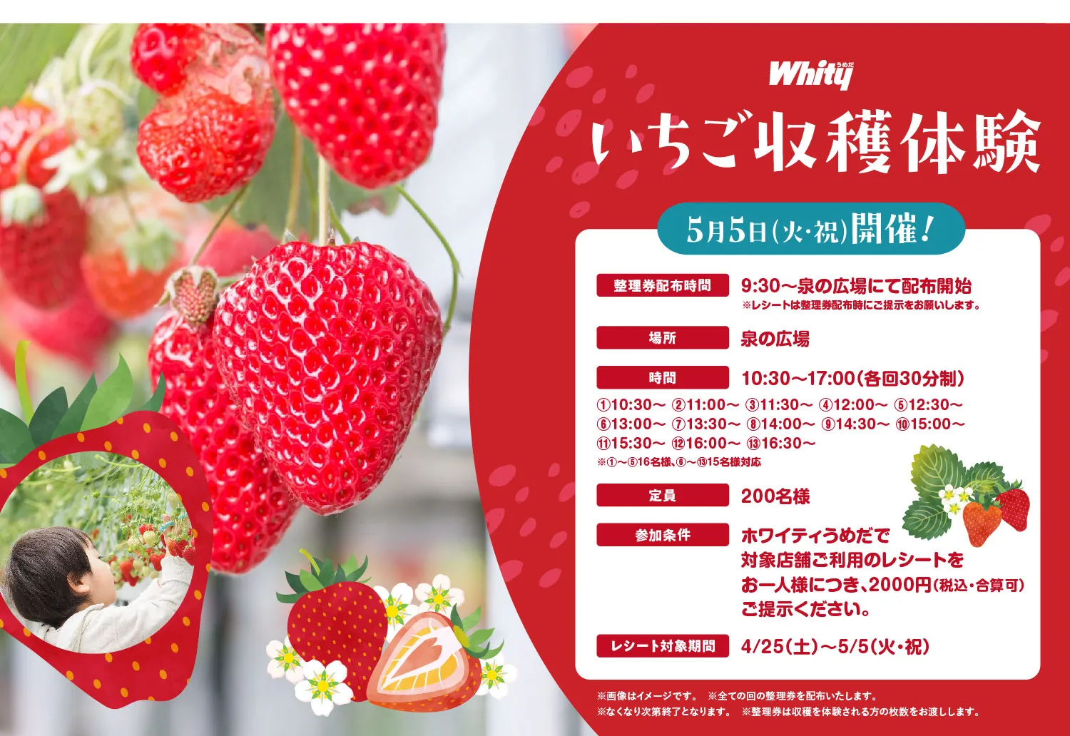 いちご収穫体験